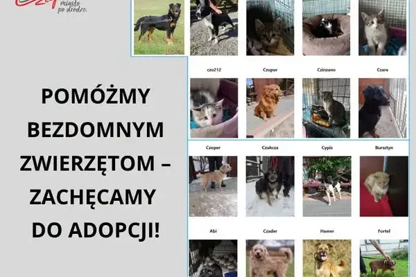 Adopcja bezdomnych zwierząt z gminy Człopa – daj im drugą szansę