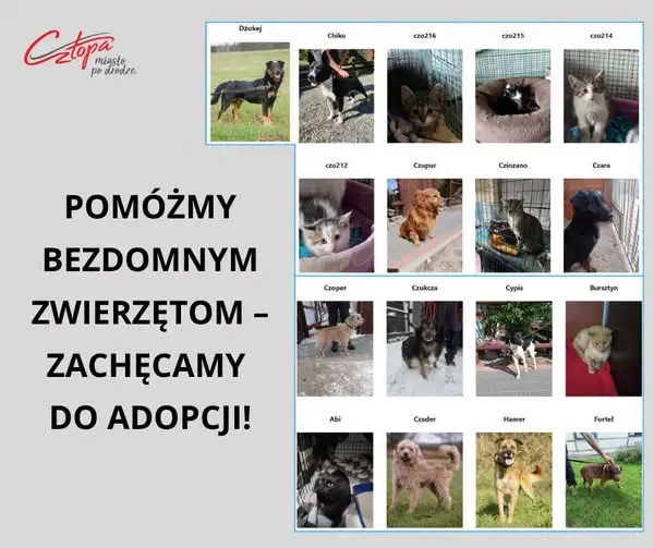 Adopcja bezdomnych zwierząt z gminy Człopa – daj im drugą szansę